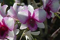 Orchid park