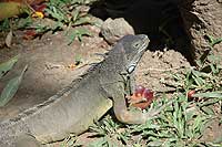 Reptile park
